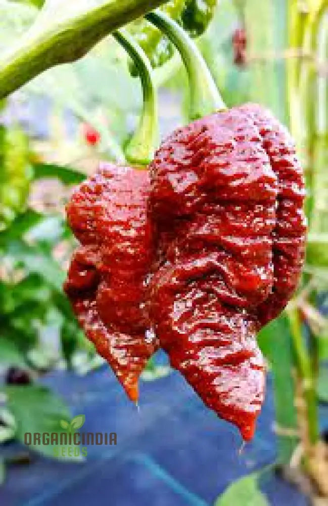 Jolokia Chocolate Brown Chilli Seeds For Planting And Gardening - Premium Quality Organic