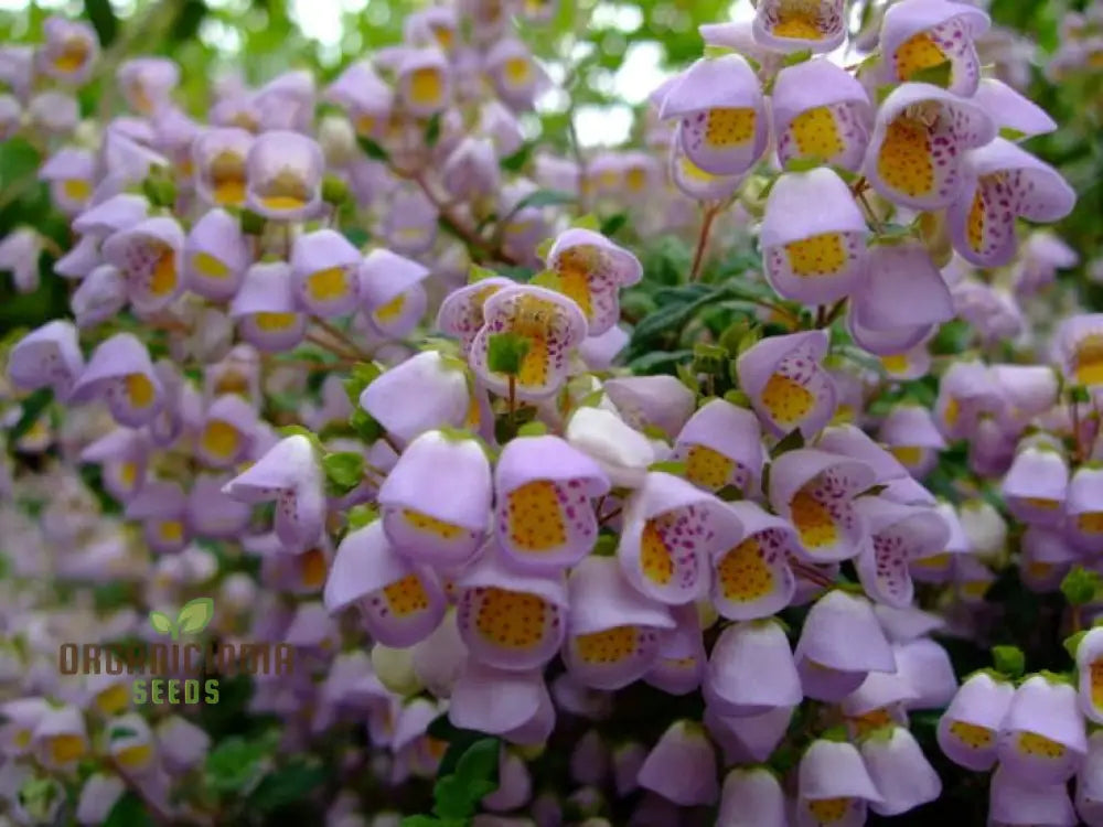 Jovellana Punctata Seeds - 100 Pcs For Planting Flower Seeds