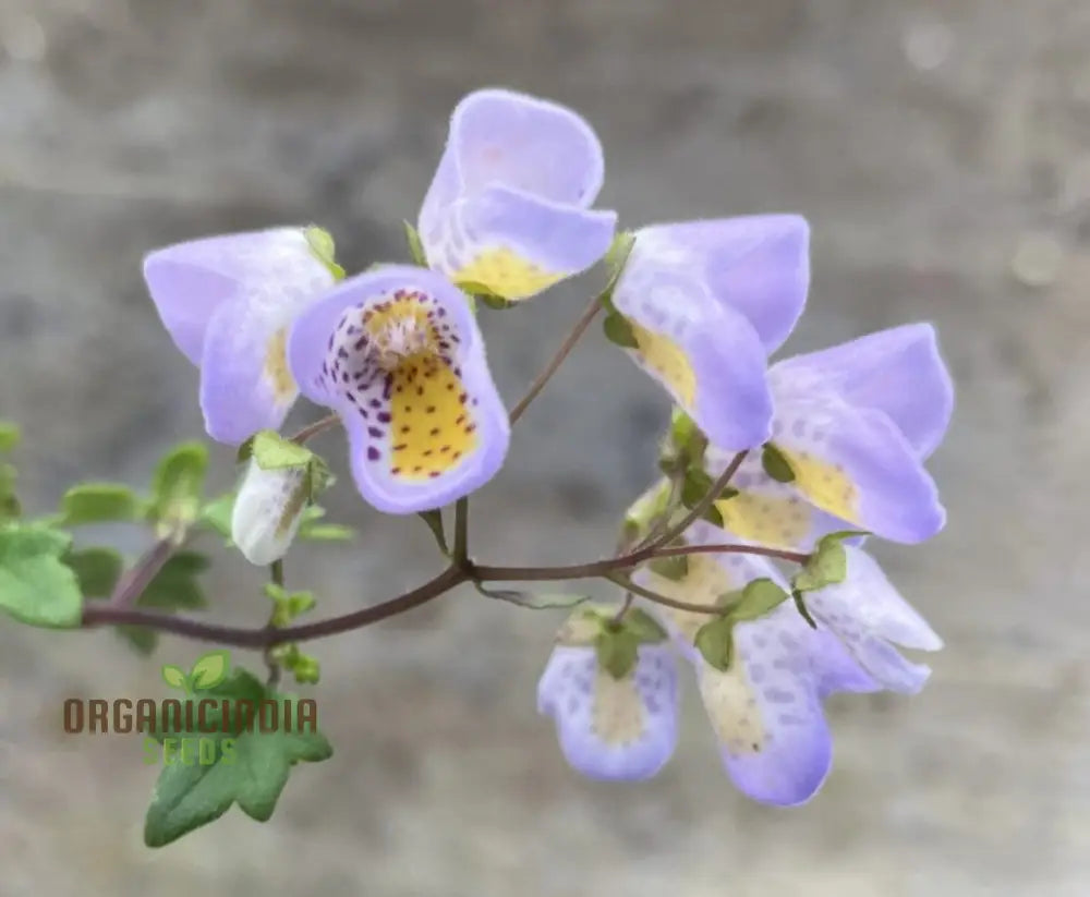 Jovellana Punctata Seeds - 100 Pcs For Planting Flower Seeds