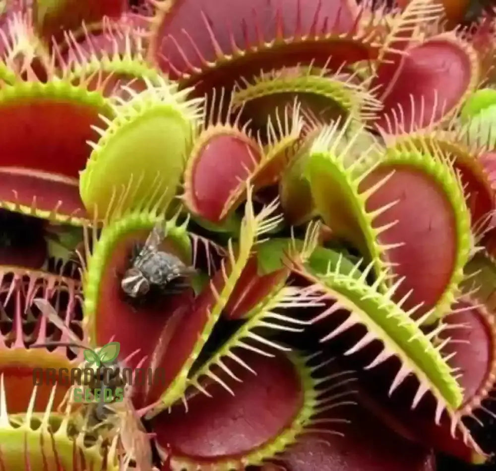 Jpigxy Giant Venus Flytrap Seeds - Muscipula Variety (100 Pcs) Plant