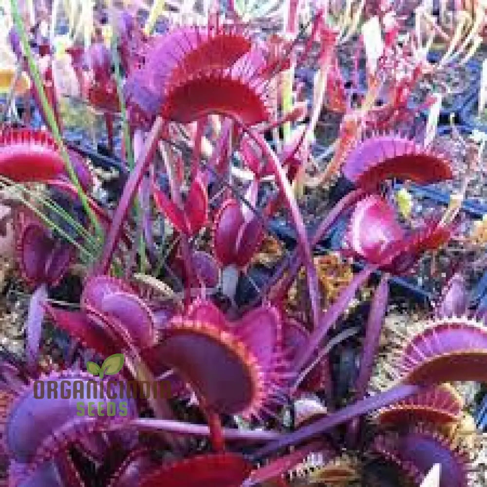 Jpigxy Giant Venus Flytrap Seeds - Muscipula Variety (100 Pcs) Plant