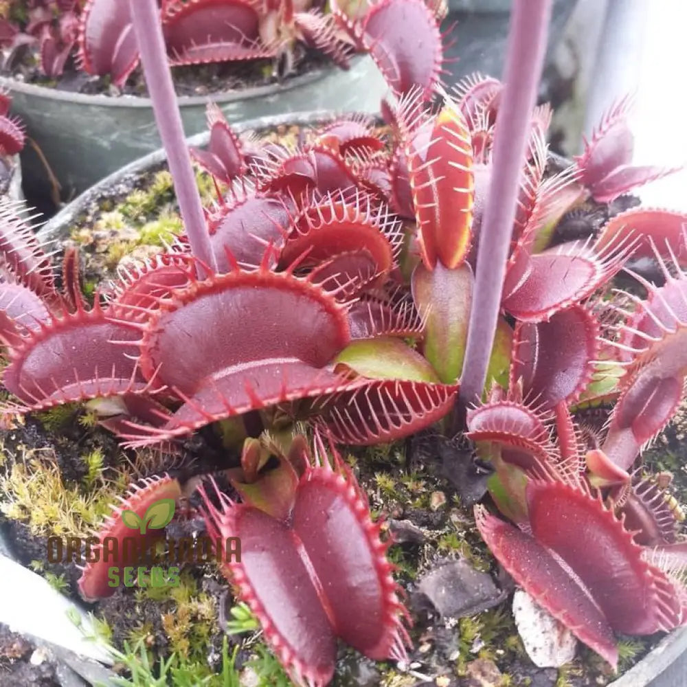 Jpigxy Giant Venus Flytrap Seeds - Muscipula Variety (100 Pcs) Plant