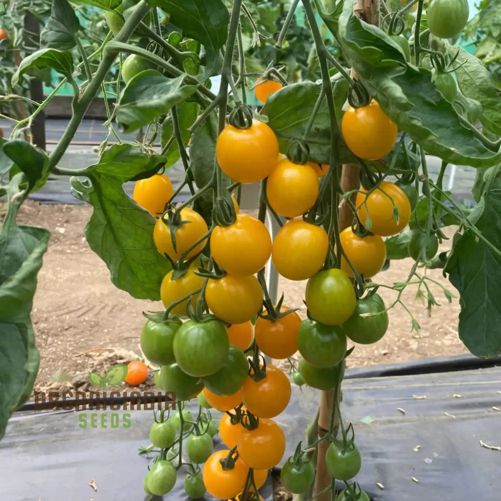 Juicy Delights: Planting And Growing Tomato Bliss F1 Seeds For Your Pathway To Garden Glory Fresh