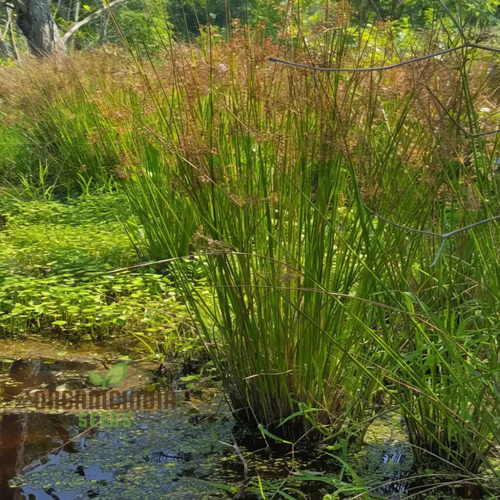 Juncus Effusus Plant Seeds Cultivate Tranquility In Your Garden With These Perfect Planting