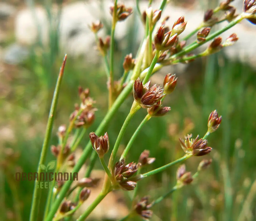 Juncus Rigidus Seeds For Gardening And Planting (100 Pcs) Flower Seeds