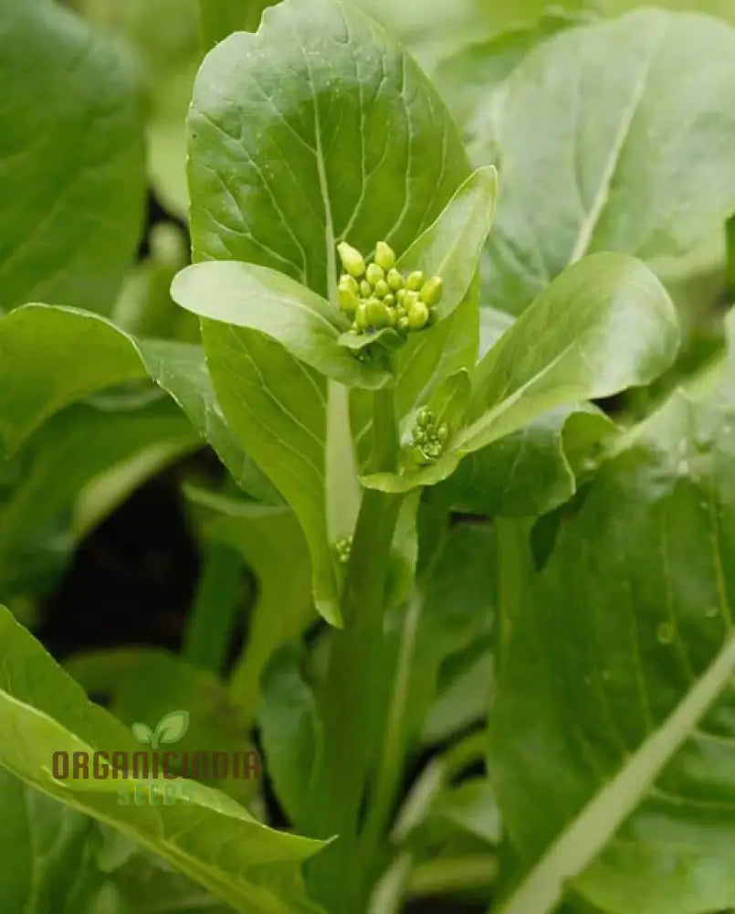 Jung Green Leafy Vegetable Seeds For Planting Grow Fresh And Nutritious Greens At Home