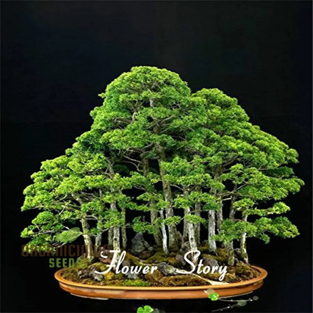 Juniper Tree Seeds For Premium Planting - 100 Pcs Plant