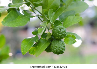 Thai Kaffir Lime Seeds for Planting - 100 pcs - Fruit Seeds