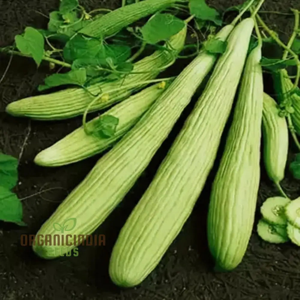 Kakri Seeds For Gardening: High-Quality Growing Fresh Crisp Cucumbers