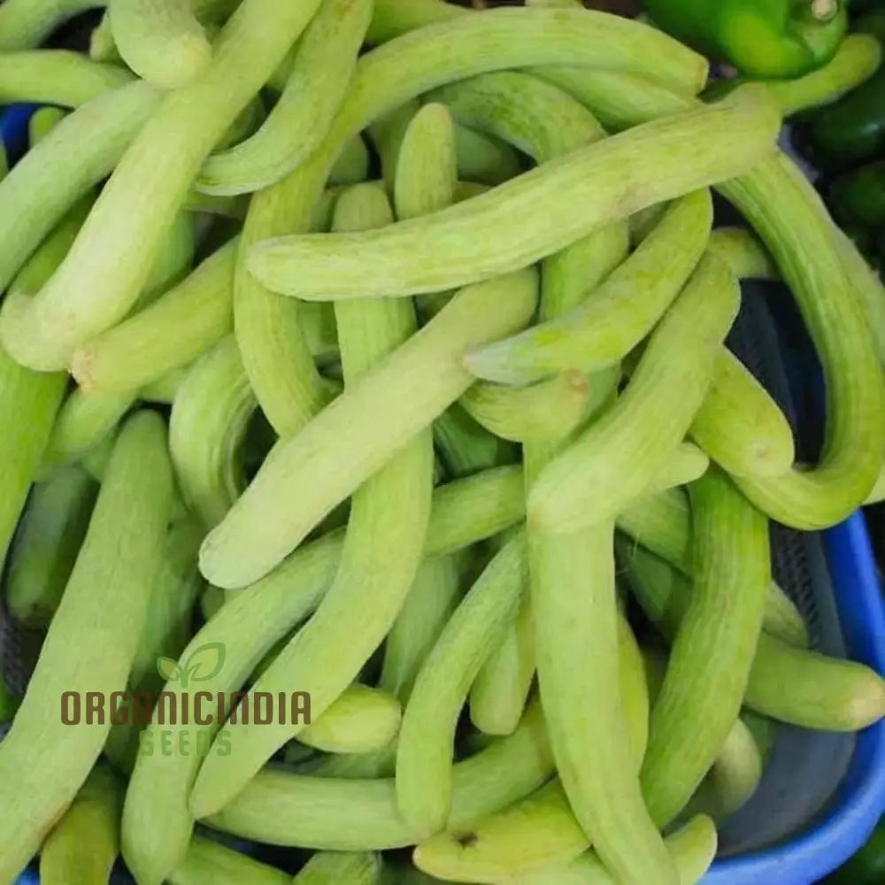 Kakri Seeds For Gardening: High-Quality Growing Fresh Crisp Cucumbers