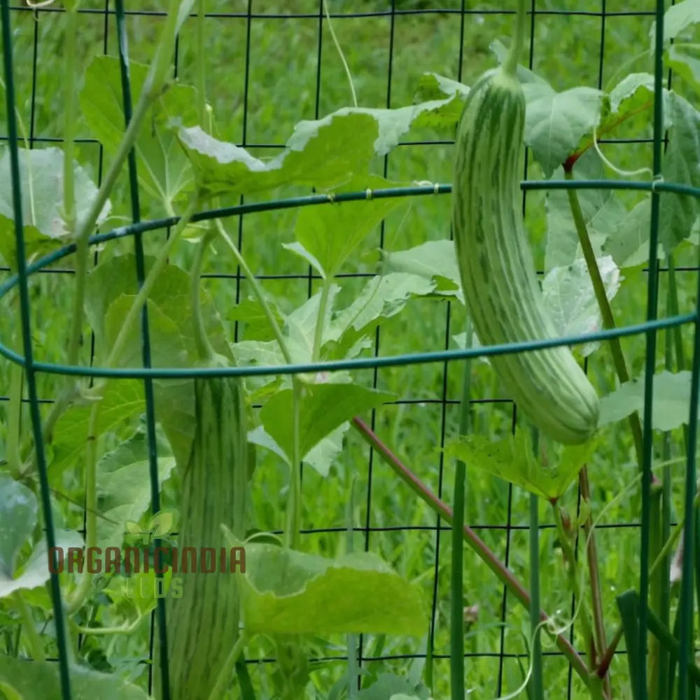 Kakri Seeds For Gardening: High-Quality Growing Fresh Crisp Cucumbers