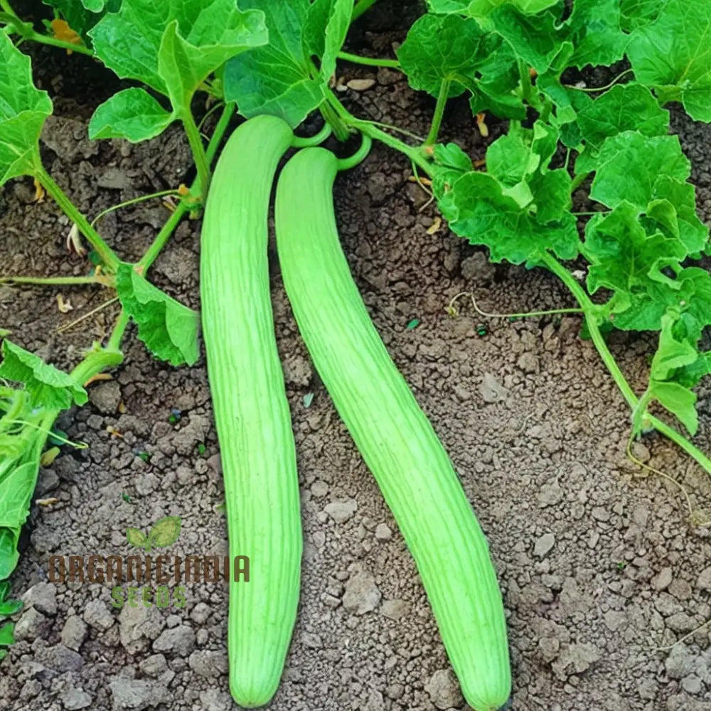 Kakri Seeds For Gardening: High-Quality Growing Fresh Crisp Cucumbers