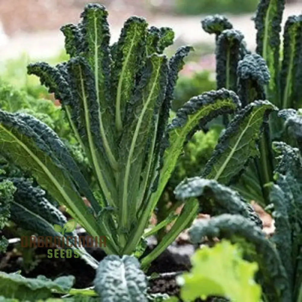 Kale - Black Toscana Vegetable Seeds For Planting Grow Nutritious And Flavorful