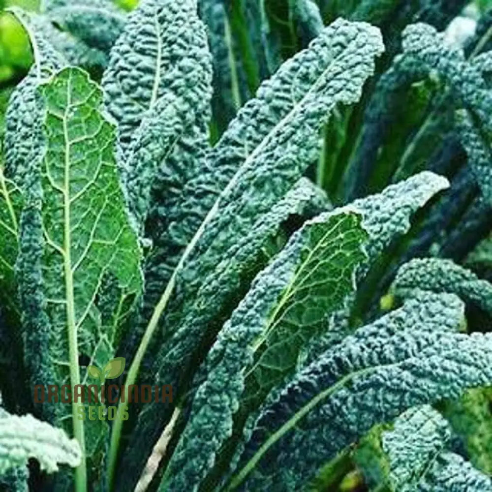 Kale - Black Toscana Vegetable Seeds For Planting Grow Nutritious And Flavorful