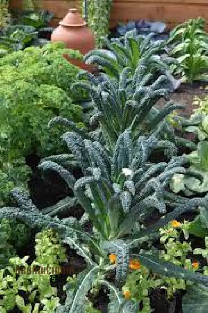 Kale - Black Toscana Vegetable Seeds For Planting Grow Nutritious And Flavorful