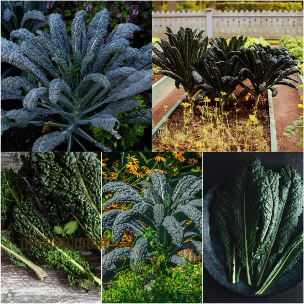 Kale - Black Toscana Vegetable Seeds For Planting Grow Nutritious And Flavorful