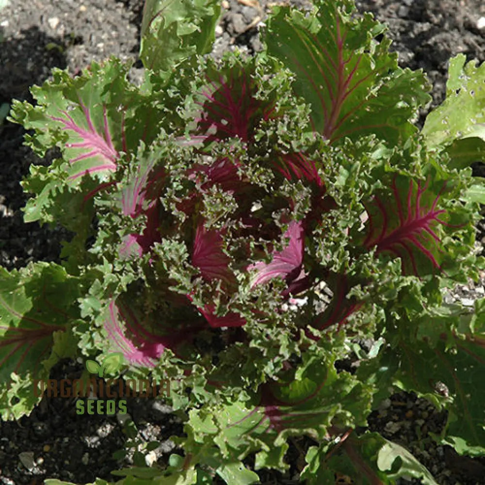 Kale Borecole Seeds For Vibrant Gardening Enthusiasts | Heirloom Planting Your Lush Garden