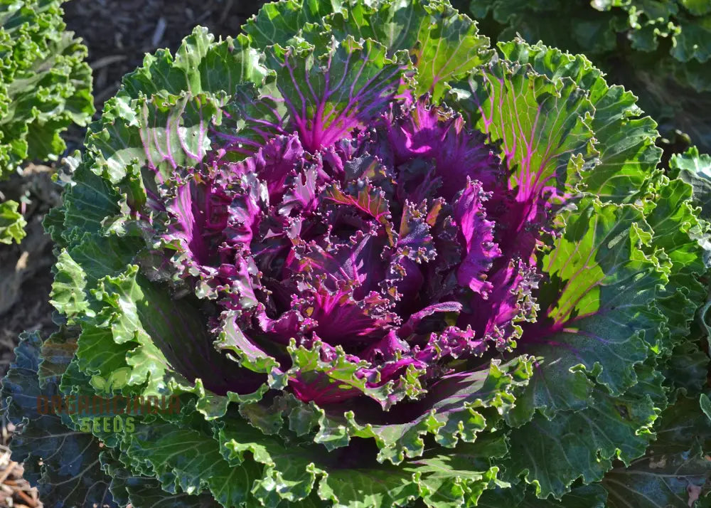 Kale Borecole Seeds For Vibrant Gardening Enthusiasts | Heirloom Planting Your Lush Garden