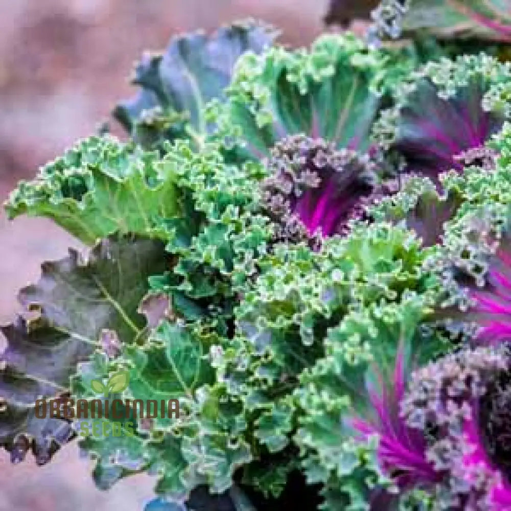 Kale Borecole Seeds For Vibrant Gardening Enthusiasts | Heirloom Planting Your Lush Garden