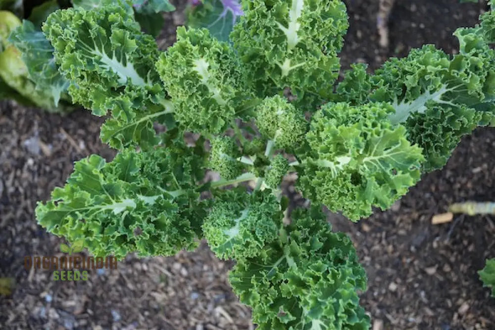 Kale ’Emerald Ice’ Seeds For Home Gardening - Abundant Harvests And Nutrient-Rich Greens