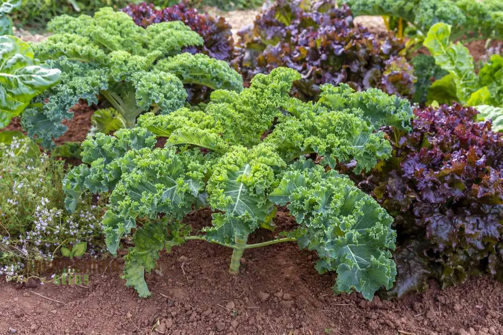 Kale ’Emerald Ice’ Seeds For Home Gardening - Abundant Harvests And Nutrient-Rich Greens