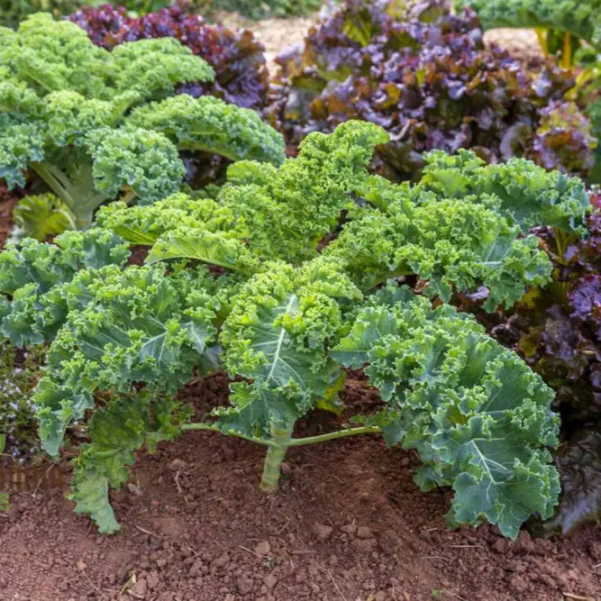 Kale â€™Emerald Iceâ€™ Seeds For Home Gardening - Abundant Harvests And Nutrient-Rich Greens