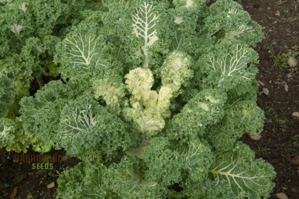 Kale ’Emerald Ice’ Seeds For Home Gardening - Abundant Harvests And Nutrient-Rich Greens