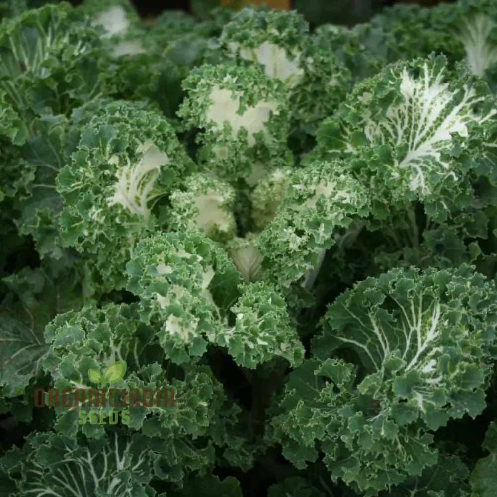 Kale â€™Emerald Iceâ€™ Seeds For Home Gardening - Abundant Harvests And Nutrient-Rich Greens