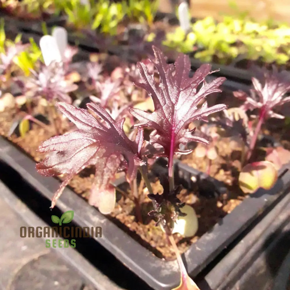 Kale Red Ruble Seeds – Elevate Your Gardening Experience With Nutrient-Rich Greens And Vibrant