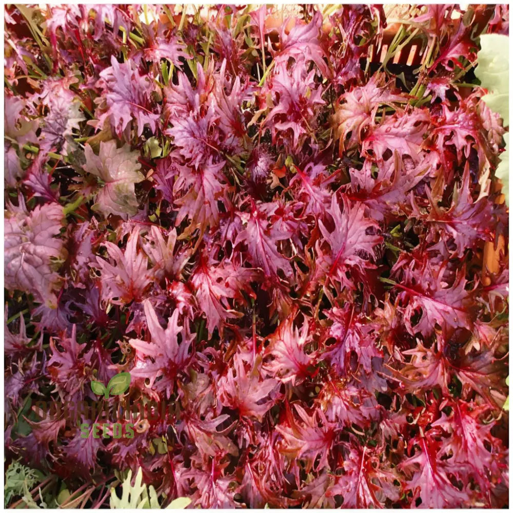 Kale Red Ruble Seeds – Elevate Your Gardening Experience With Nutrient-Rich Greens And Vibrant