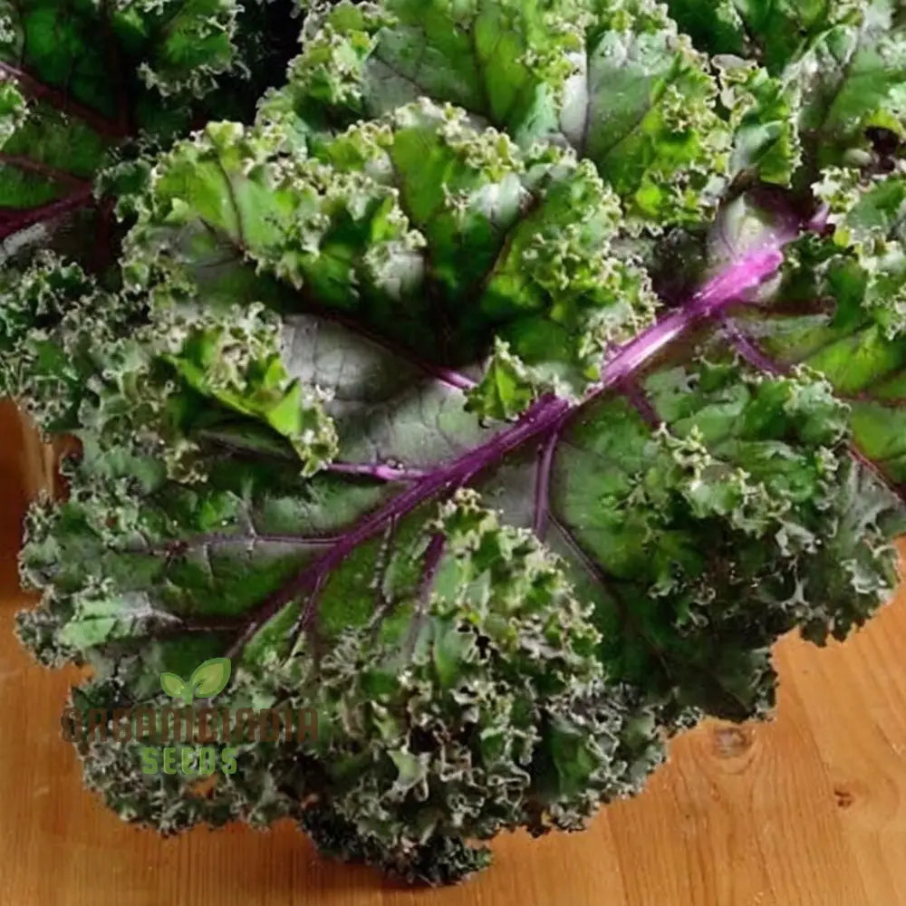 Kale Red Vegetable Seeds Expert Planting And Gardening Tips For Nutrient-Rich Harvests Lush Garden