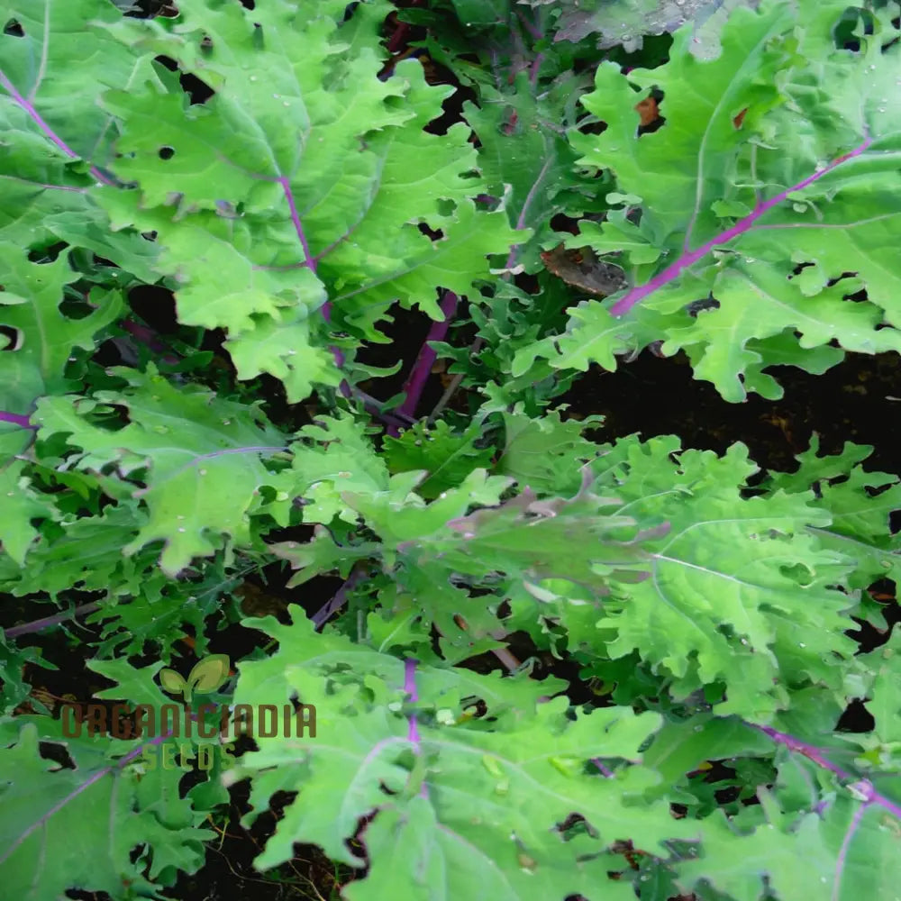 Kale Red Vegetable Seeds Expert Planting And Gardening Tips For Nutrient-Rich Harvests Lush Garden