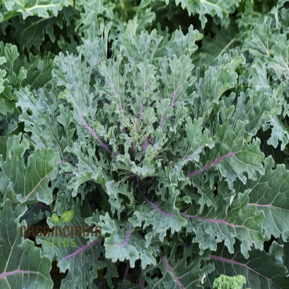 Kale Red Vegetable Seeds Expert Planting And Gardening Tips For Nutrient-Rich Harvests Lush Garden