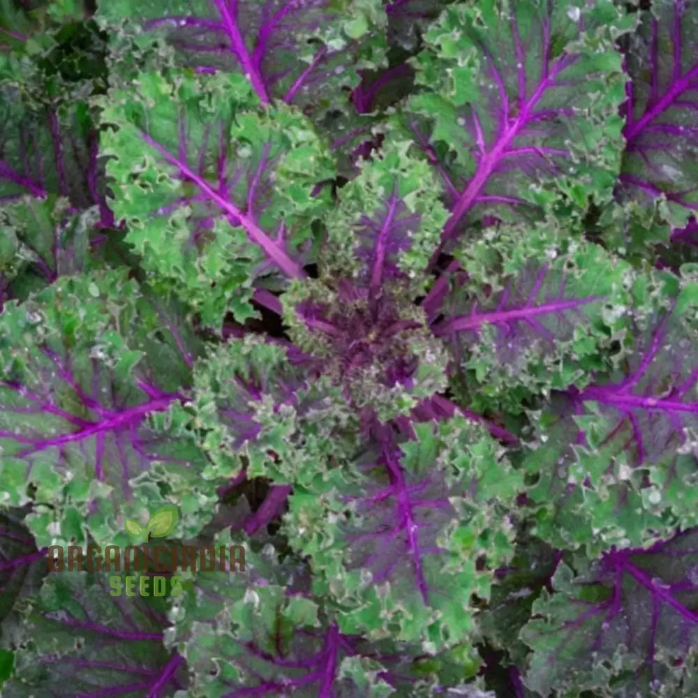 Kale Red Vegetable Seeds Expert Planting And Gardening Tips For Nutrient-Rich Harvests Lush Garden