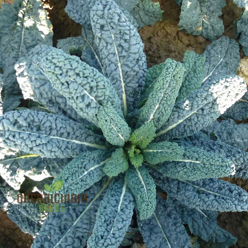 Kale Seeds ’Yurok’ F1 – Elevate Your Gardening With Hardy Delicious Vegetables For A Healthy