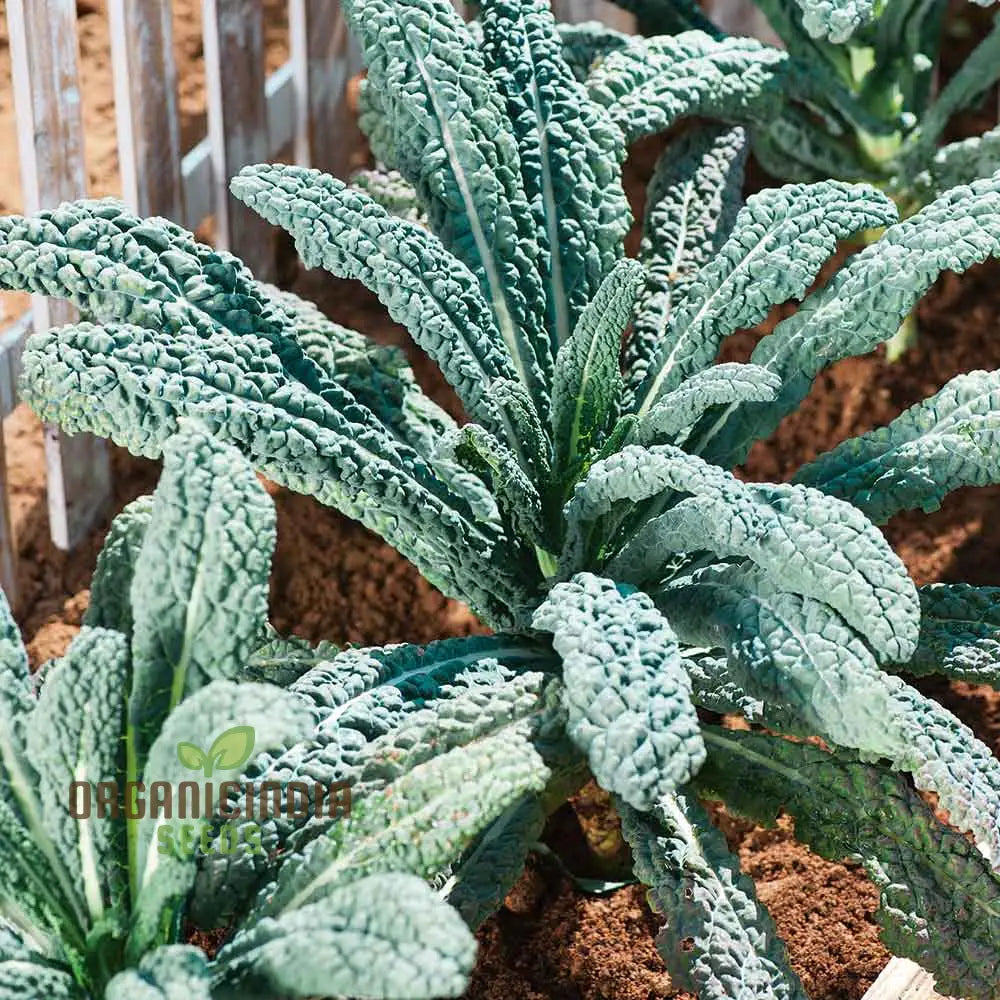 Kale Seeds ’Yurok’ F1 – Elevate Your Gardening With Hardy Delicious Vegetables For A Healthy