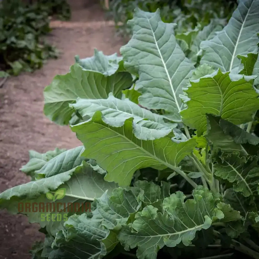 Kale Thousandhead Vegetable Seeds For Planting High-Quality A Thriving Home Gardeners