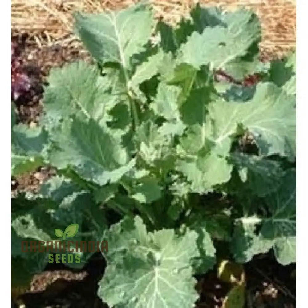 Kale Thousandhead Vegetable Seeds For Planting High-Quality A Thriving Home Gardeners