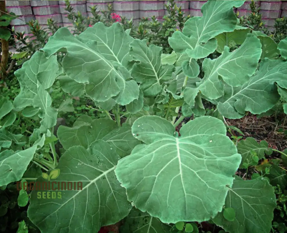 Kale Thousandhead Vegetable Seeds For Planting High-Quality A Thriving Home Gardeners