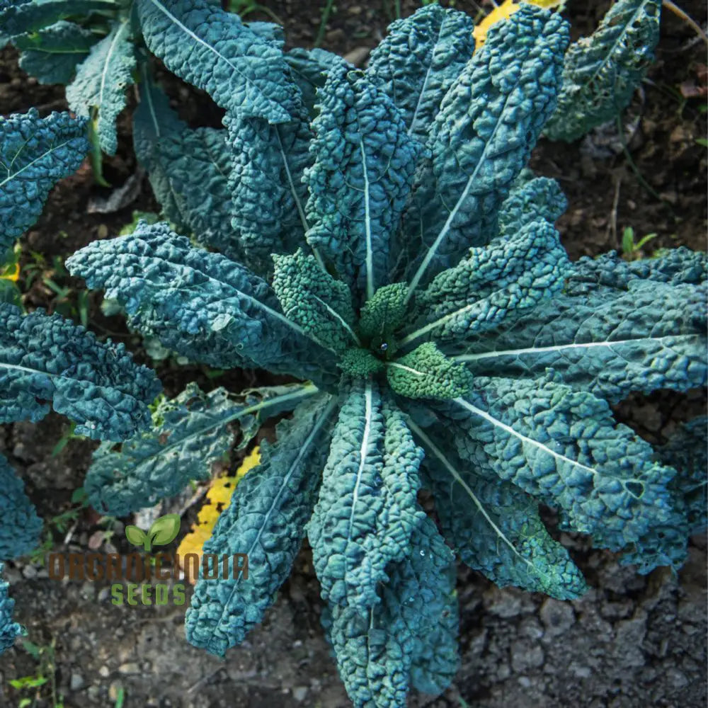 Kale Vegetable Seeds Nero Di Toscana Cultivate Nutrient-Rich And Flavorful