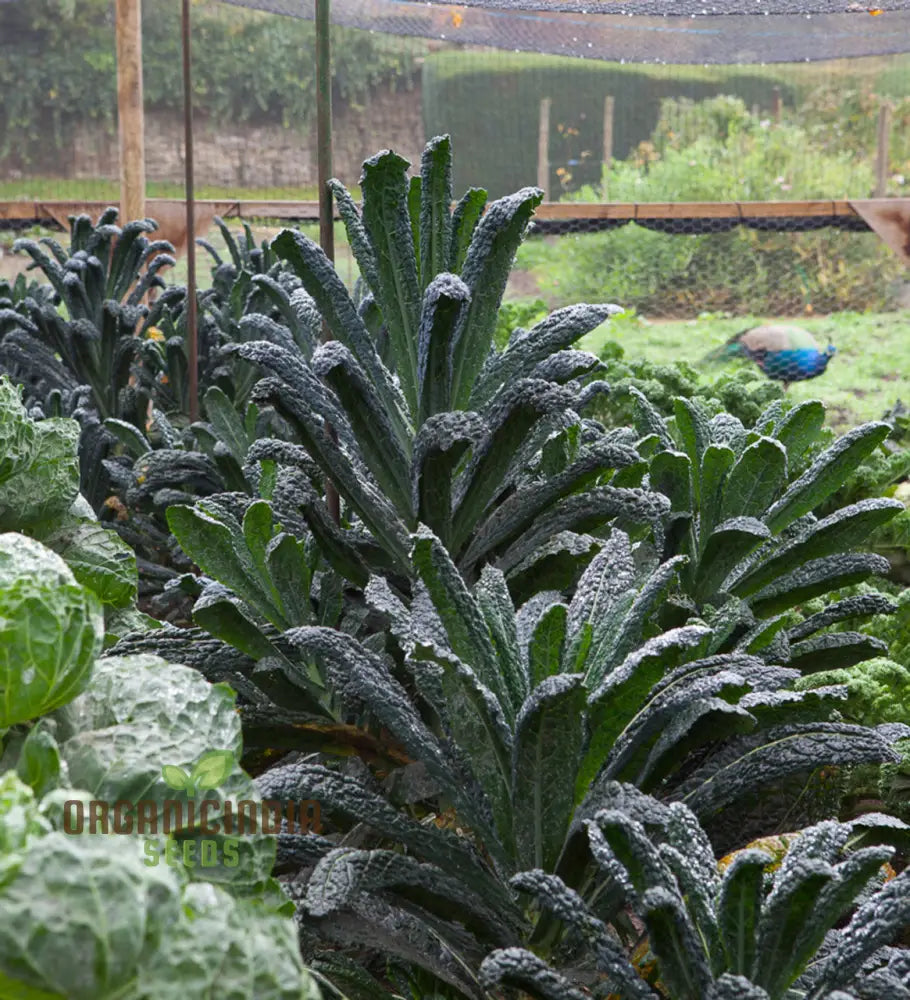 Kale Vegetable Seeds Nero Di Toscana Cultivate Nutrient-Rich And Flavorful