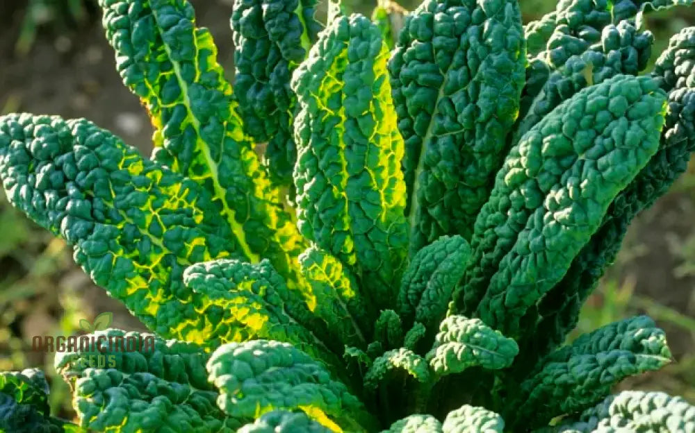 Kale Vegetable Seeds Nero Di Toscana Cultivate Nutrient-Rich And Flavorful