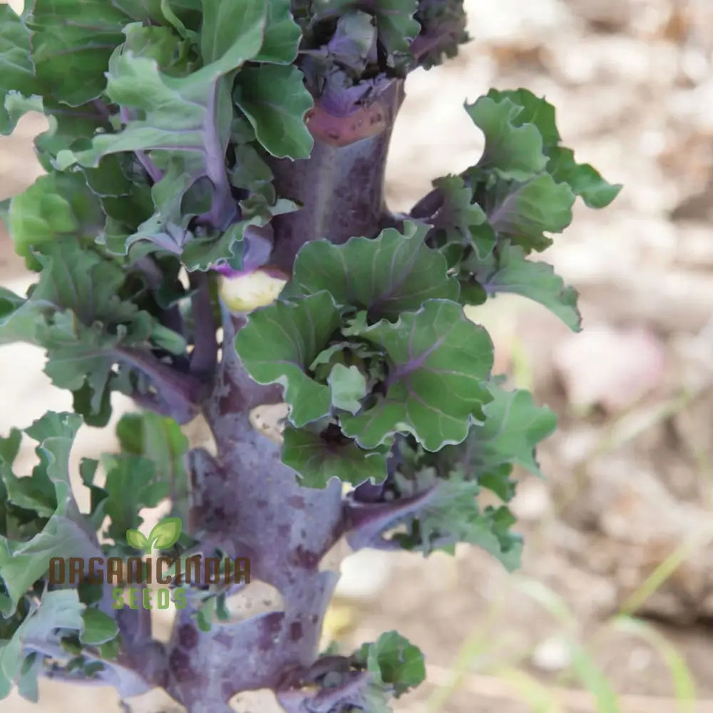 Kalettes F1 Garden Mix Vegetable Seeds Comprehensive Planting And Gardening Guide For A Bountiful