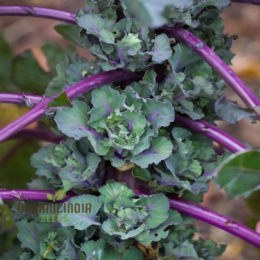 Kalettes F1 Garden Mix Vegetable Seeds Comprehensive Planting And Gardening Guide For A Bountiful