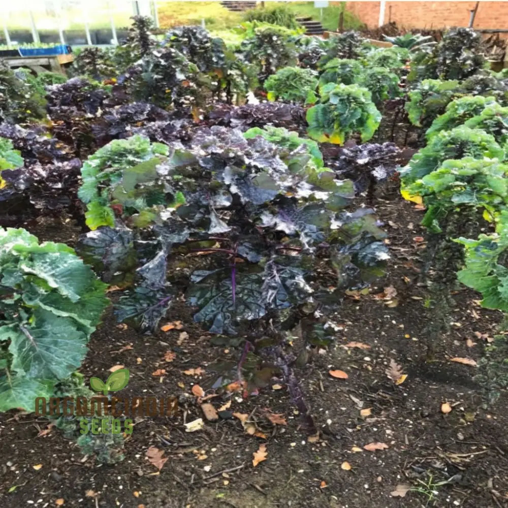 Kalettes F1 Garden Mix Vegetable Seeds Comprehensive Planting And Gardening Guide For A Bountiful