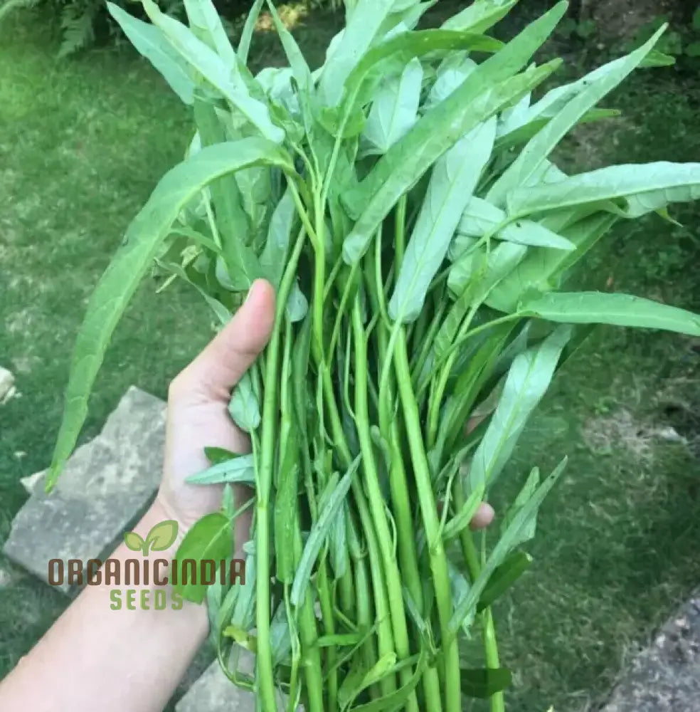 Kang Kong (Water Spinach Or Entsai) Seeds For Planting - Organic Gardening Essentials