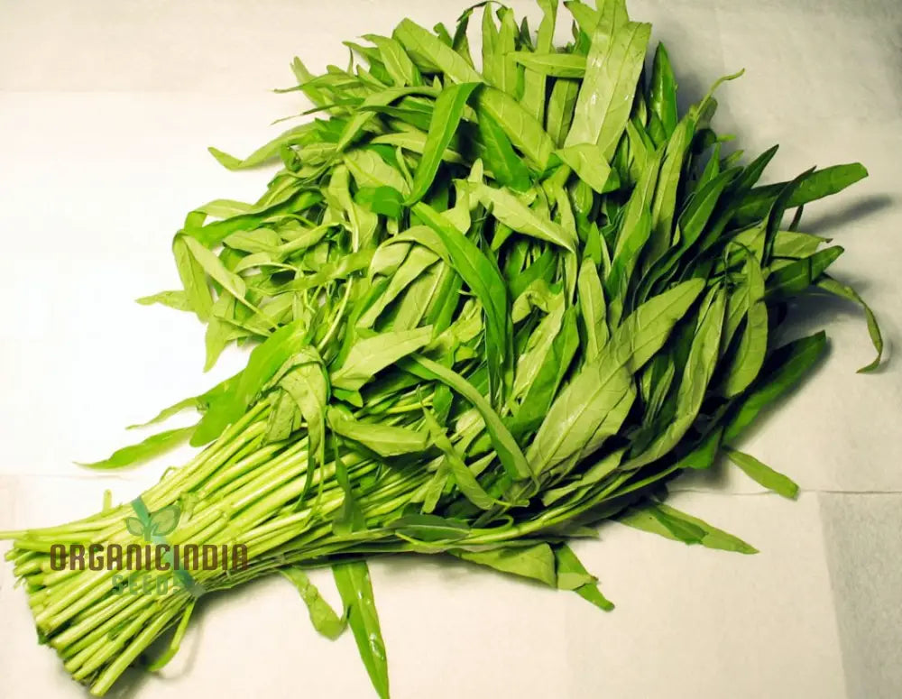 Kangkong - Water Spinach Bamboo Leaf Seeds For Planting And Gardening