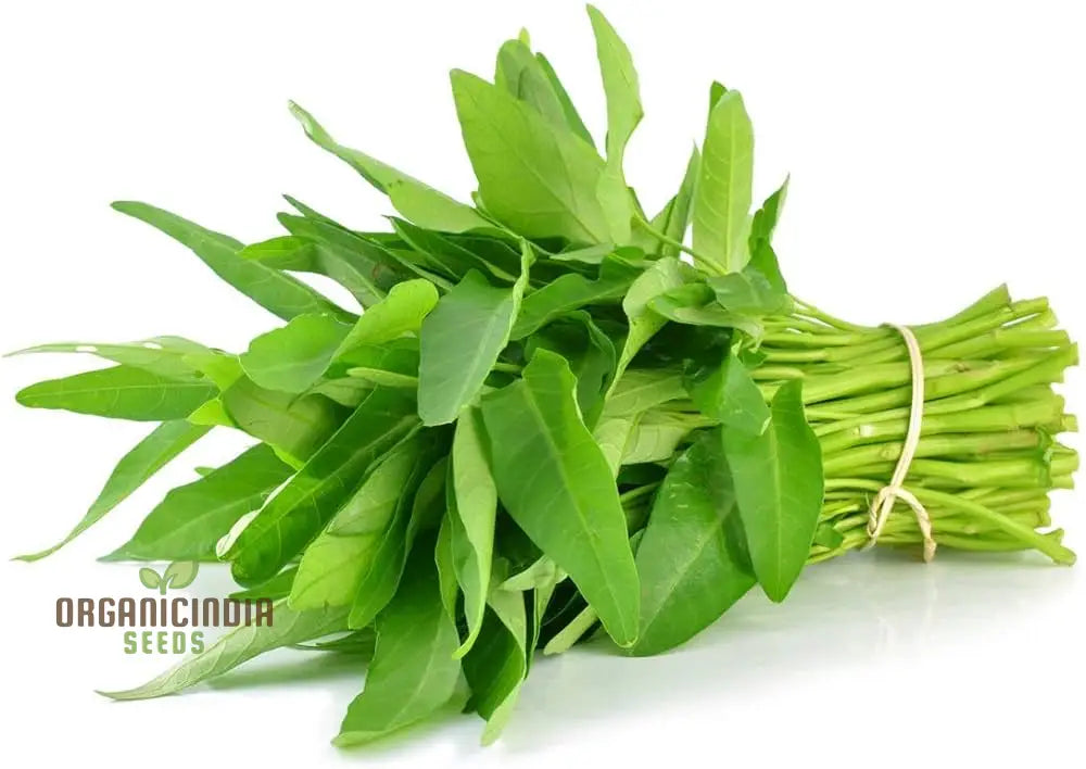 Kangkong - Water Spinach Bamboo Leaf Seeds For Planting And Gardening