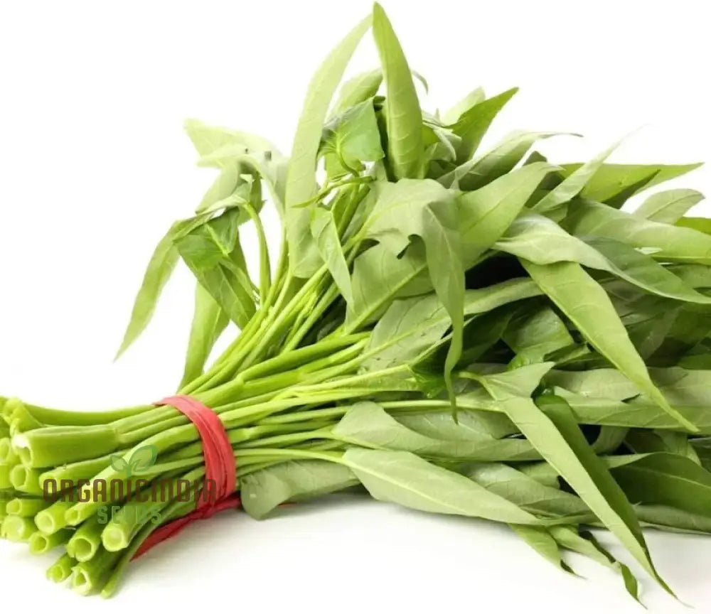 Kangkong - Water Spinach Bamboo Leaf Seeds For Planting And Gardening