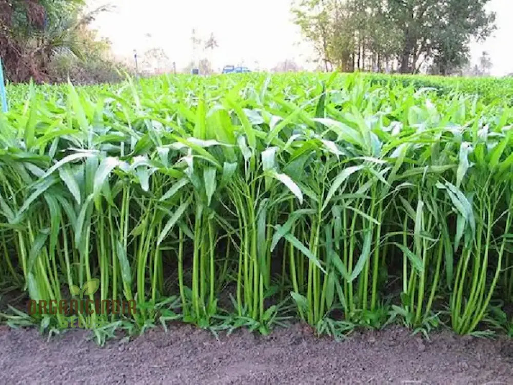 Kangkong - Water Spinach Bamboo Leaf Seeds For Planting And Gardening